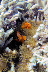 Amphiprion biaculeatus