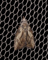 Nola pleurochorda