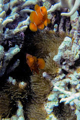 Amphiprion biaculeatus