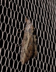Nola pleurochorda