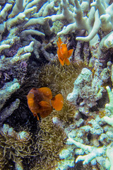 Amphiprion biaculeatus