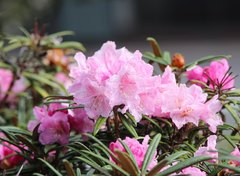 Rhododendron makinoi