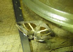 Grammodes quaesita
