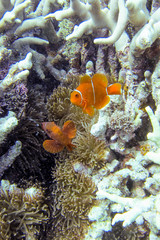 Amphiprion biaculeatus