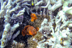 Amphiprion biaculeatus