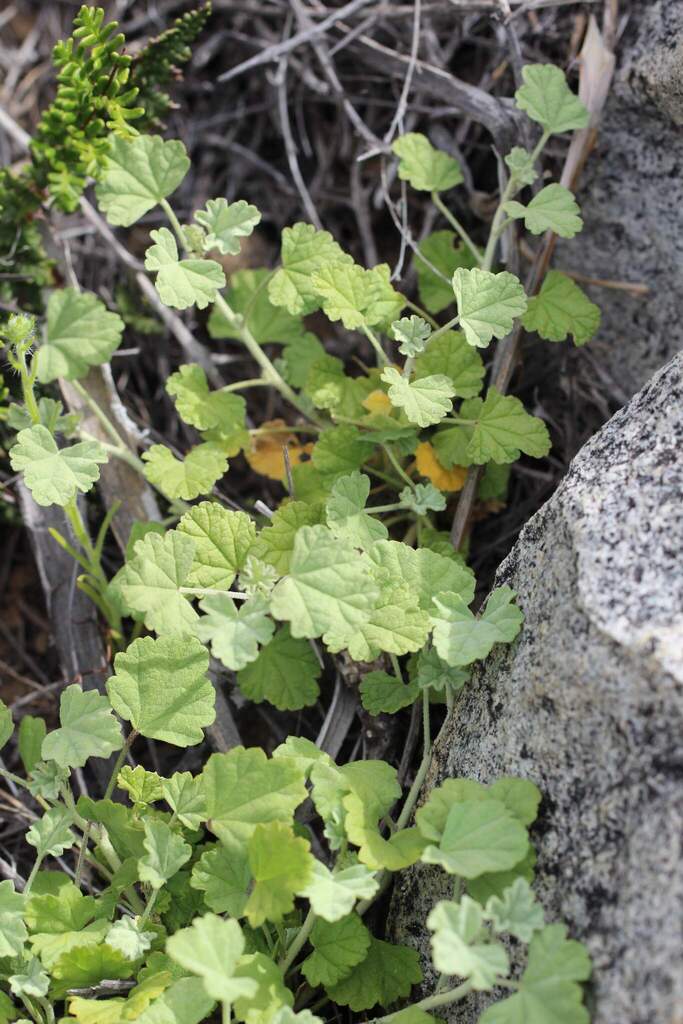 Sphaeralcea obtusiloba; photograph Cesar Ormazabal, CC BY, iNaturalist via GBIF