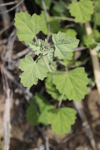 Sphaeralcea obtusiloba, photograph 1