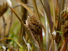 Carex rubicunda