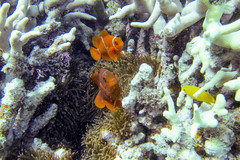 Amphiprion biaculeatus