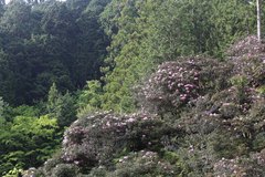 Rhododendron makinoi