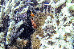 Amphiprion biaculeatus