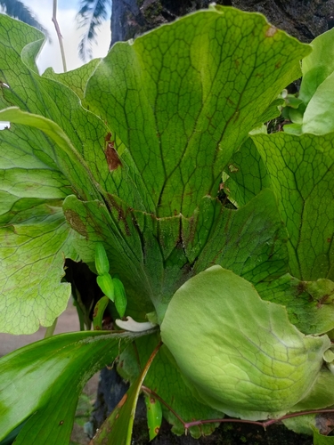 triangle staghorn fern