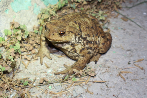 Eichwald's Toad