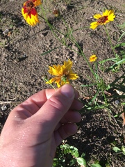 Coreopsis basalis