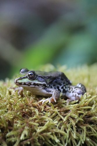 Marsh Frog