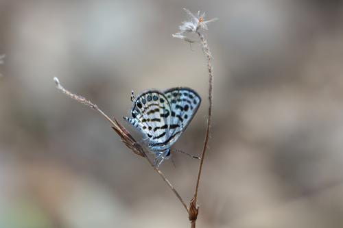 Little Tiger Blue