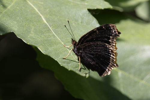 Mourning Cloak