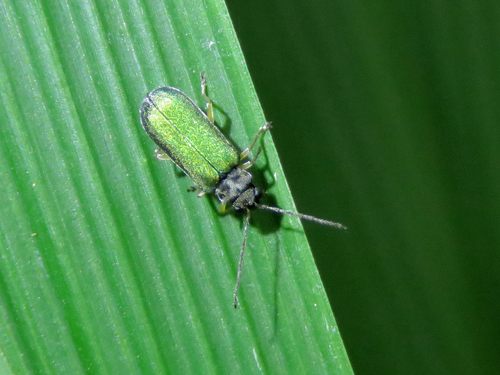 Apophylia velai · iNaturalist