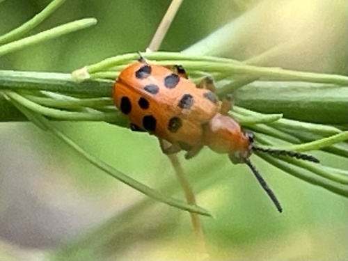 Spotted Asparagus Beetle