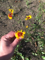 Coreopsis basalis