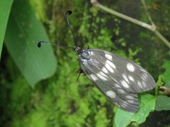 Eterusia aedea formosana