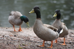 Anas platyrhynchos domesticus