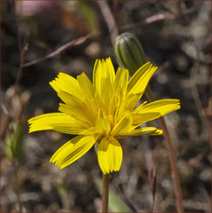 Leontodon saxatilis saxatilis