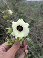 Hibiscus vitifolius, photograph (c) Shikha Sreenivas, some rights reserved (CC BY)