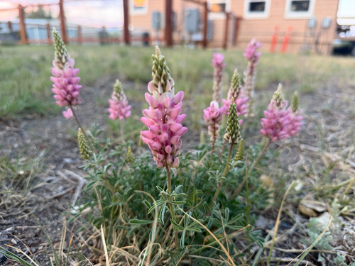 iNaturalist observation photo of Dwarf Lupine