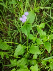 Praxelinae