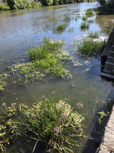 Flowering-rush