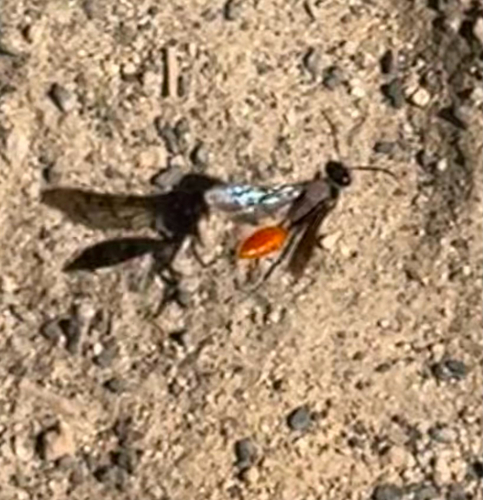 iNaturalist observation photo of Sphex lucae