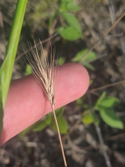 Hordeum pusillum