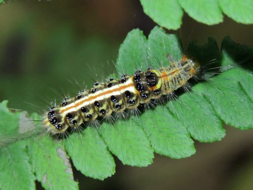 https://inaturalist-open-data.s3.amazonaws.com/photos/69091745/medium.jpg