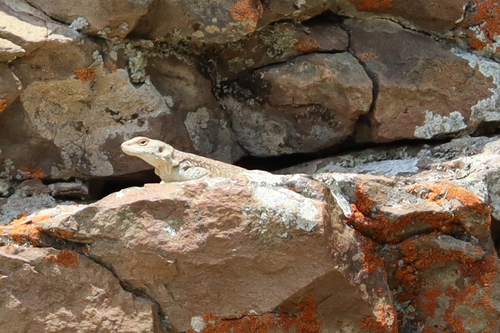 Caucasian Agama
