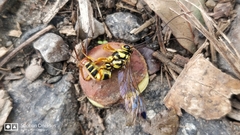 Echthromorpha