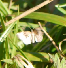 Xanthorhoe biriviata