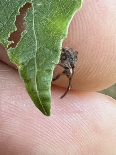 Apple curculio photo 5
