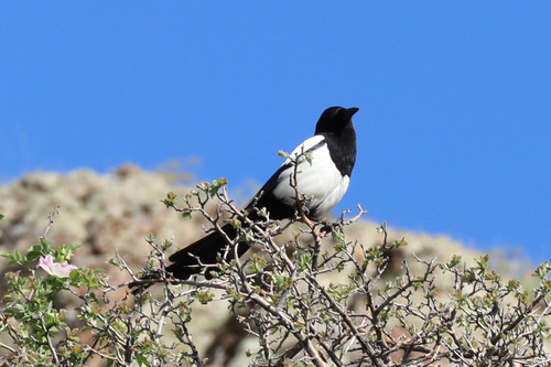 Eurasian Magpie