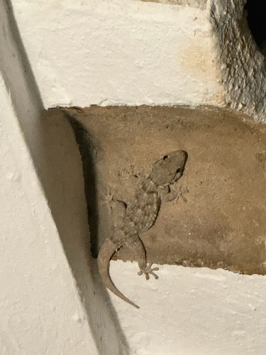 Moorish Gecko