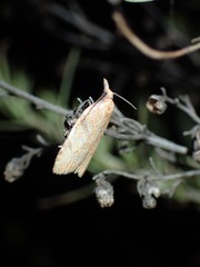 Sparganothis senecionana