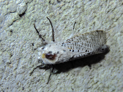 Polyphagozerra coffeae