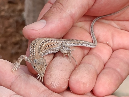 Acanthodactylus margaritae