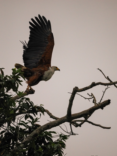 African Fish-Eagle