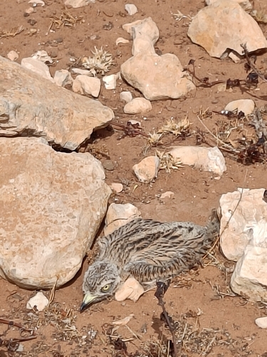 Eurasian Stone-curlew