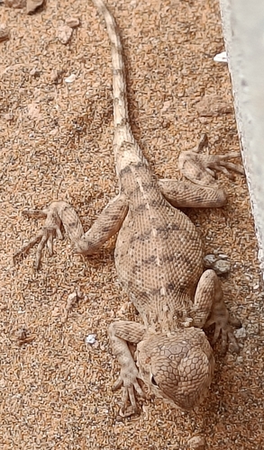 Bibron's Agama