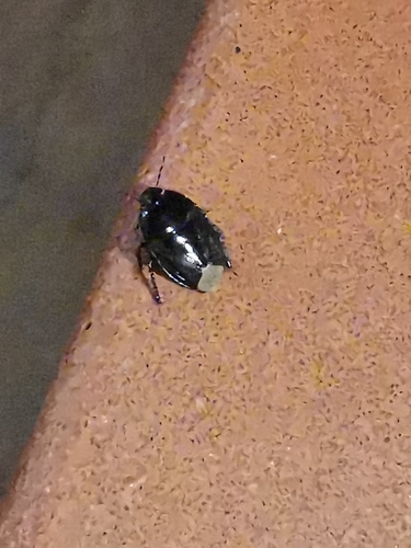 Macroscytus brunneus