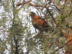 Turdus migratorius