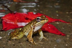 Lithobates maculatus