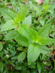 Praxelinae